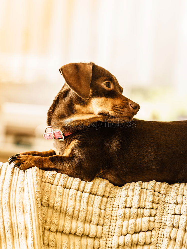 Similar – Image, Stock Photo jack Pet Dog Relaxation