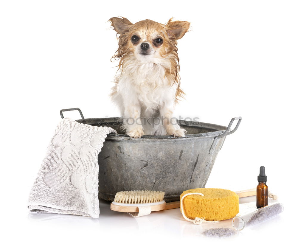 Image, Stock Photo Small dog with cucumber slices on his face