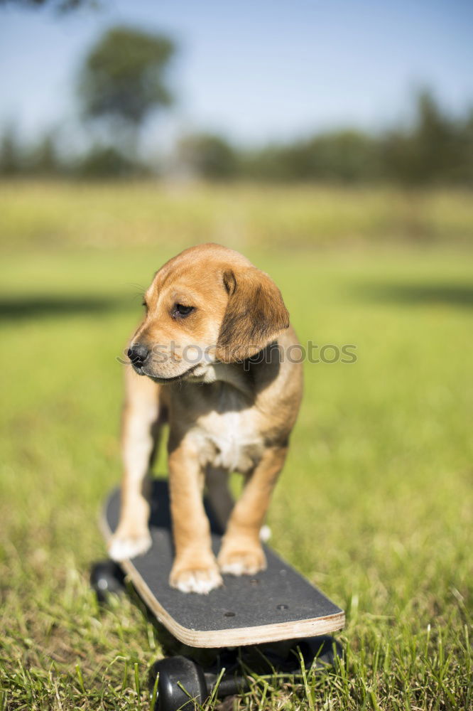 Similar – Image, Stock Photo Dog on leash Joy