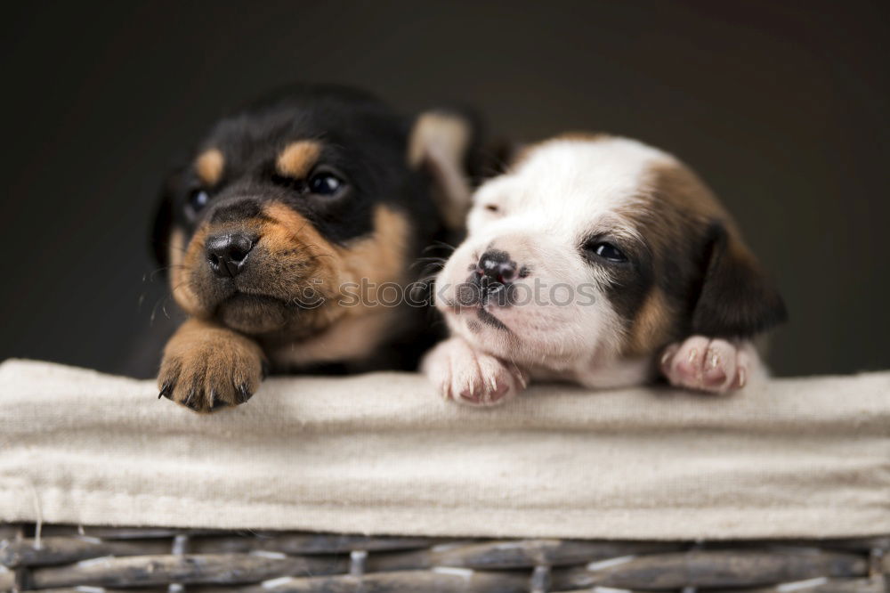 Similar – Siberian husky and French bulldog puppy playing in garden