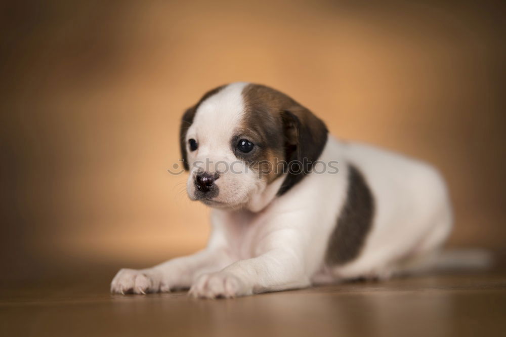 Similar – Image, Stock Photo Beautiful beagle puppy on the green grass