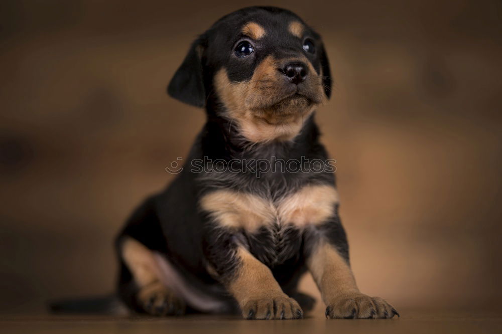 Similar – Image, Stock Photo Hello there! Animal Pet