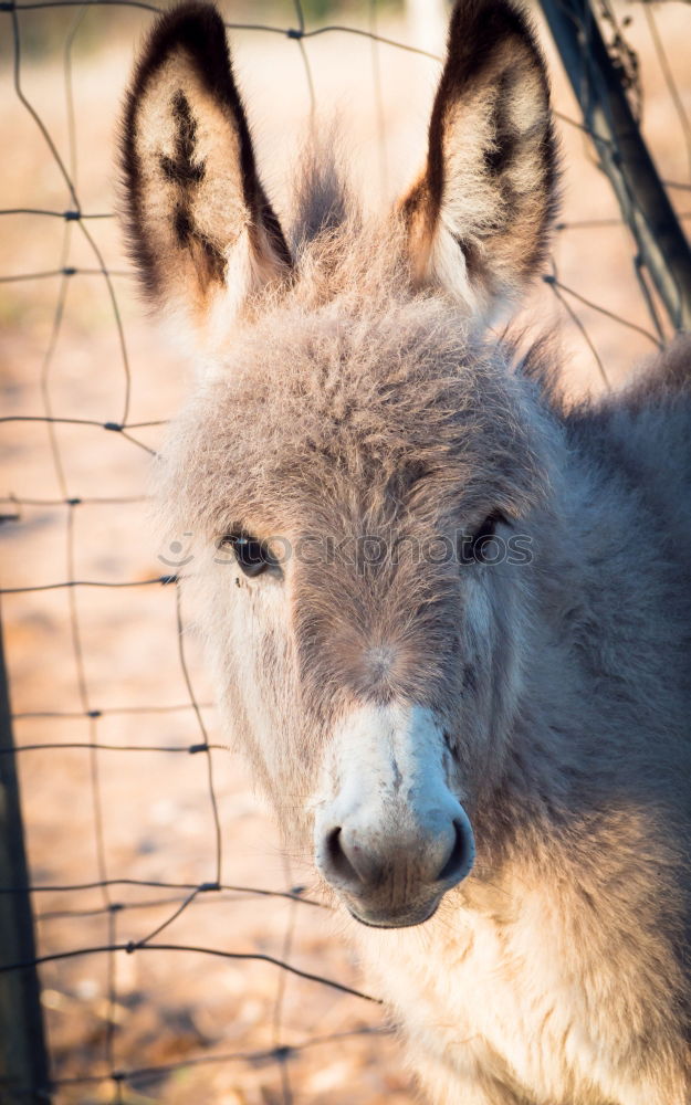 Similar – Donkey ears are simply beautiful …