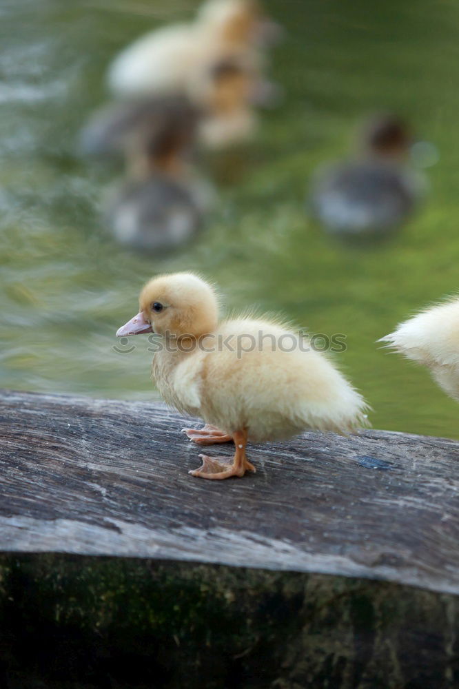 Similar – Image, Stock Photo cute yellow gosling