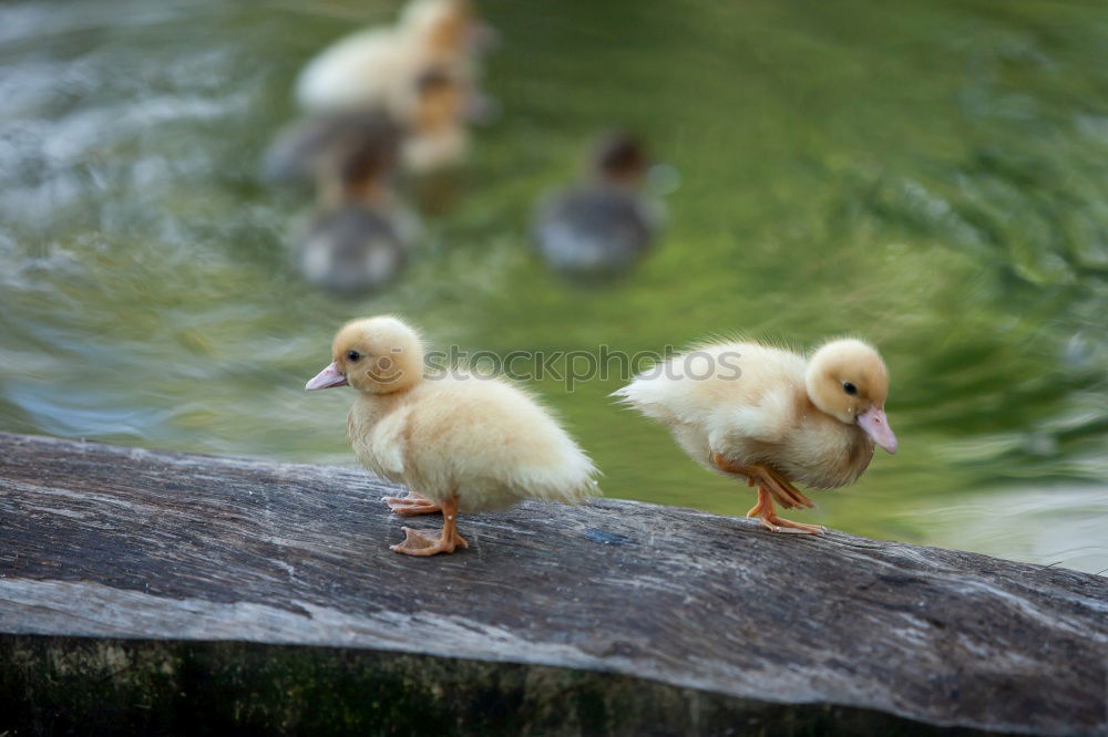 Similar – Image, Stock Photo mottled ducks Animal