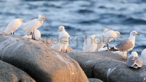 Similar – Image, Stock Photo Birds on wooden nest Flock