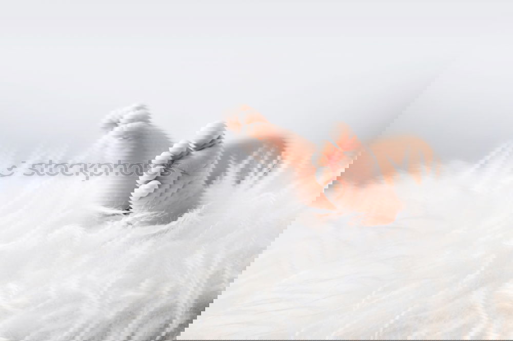 Similar – Image, Stock Photo the second week of life