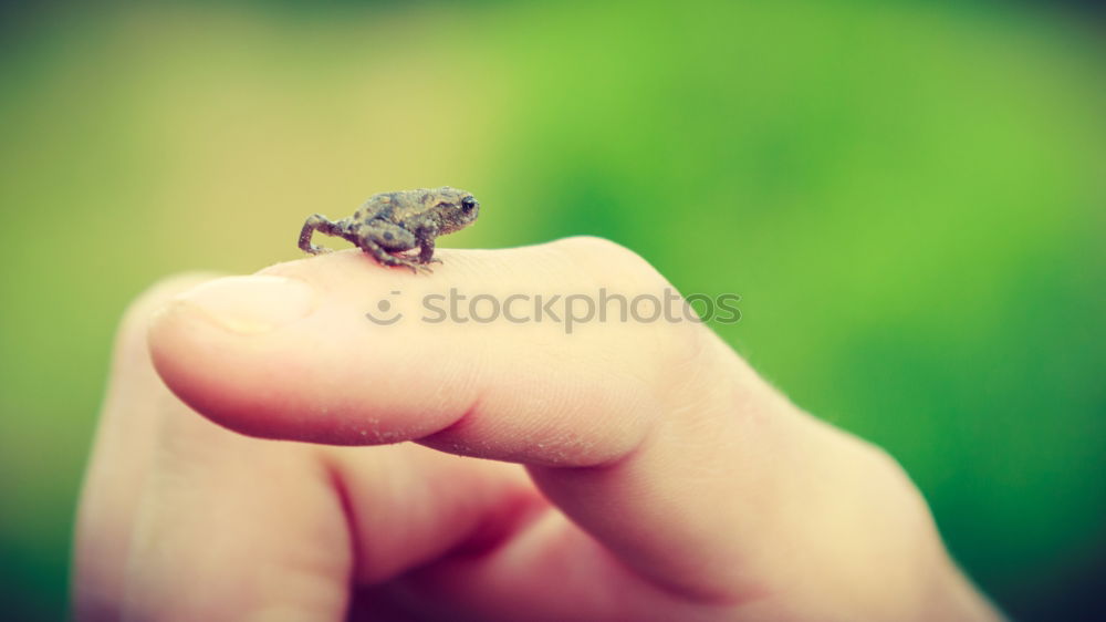 Image, Stock Photo hand-tame 3 Colour photo