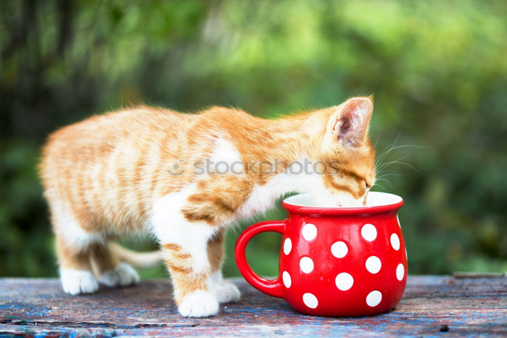 Similar – Image, Stock Photo discover the world Pet Cat