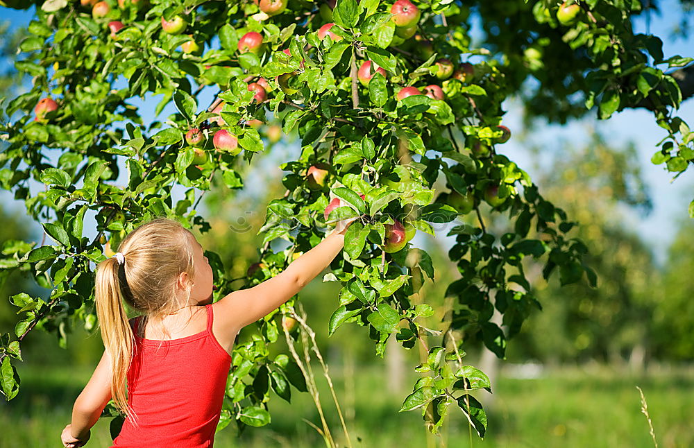 Similar – Woman picking cherry berries from tree