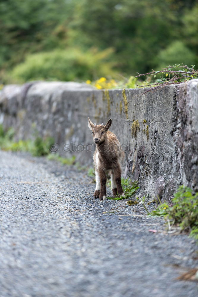 Image, Stock Photo miao Landscape Garden Park