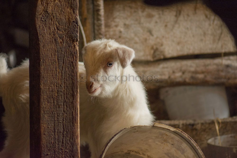 Similar – Image, Stock Photo Animal Animal face 1 Herd