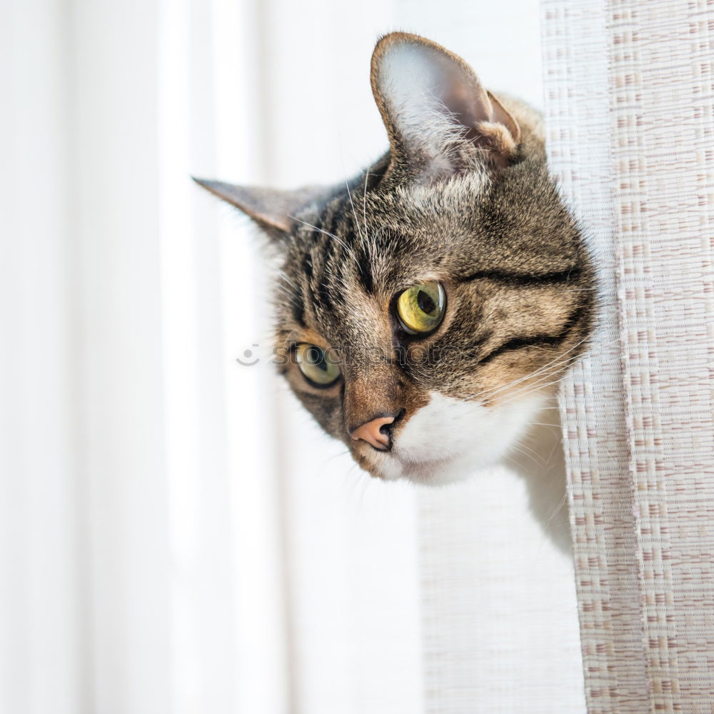 Similar – Gray striped and curiously looking cat