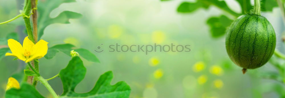 Image, Stock Photo beach Lifestyle Style
