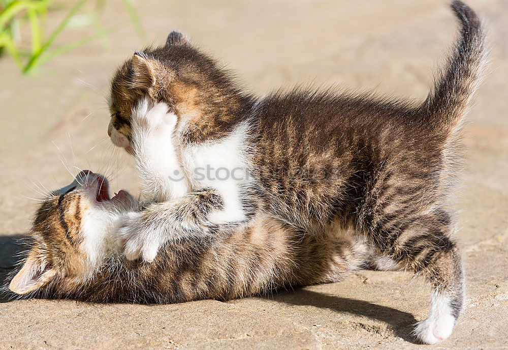 Similar – Image, Stock Photo meal Cat Animal To feed