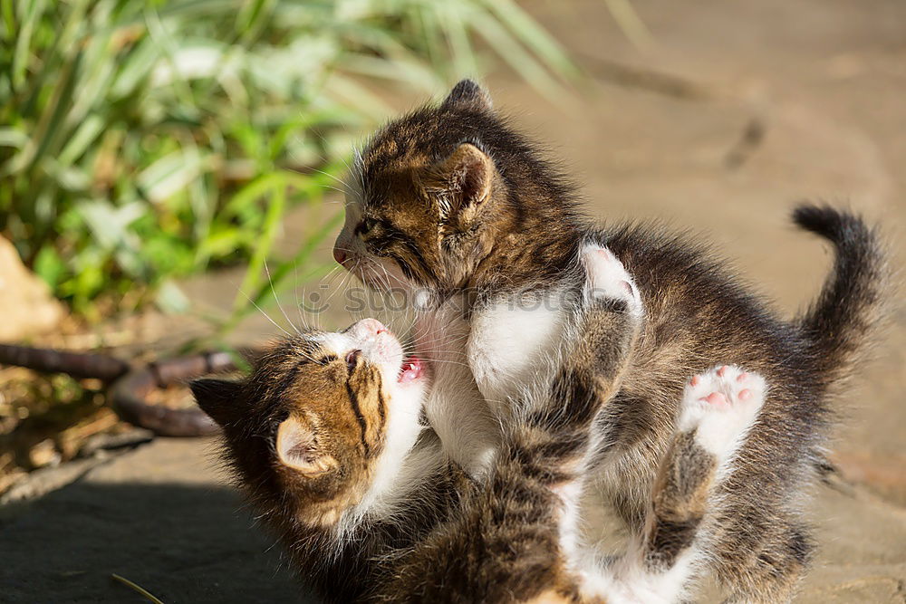 Similar – Image, Stock Photo brotherly love Animal Pelt