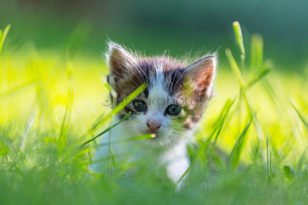 Similar – Image, Stock Photo Baby Cat Playing In Grass