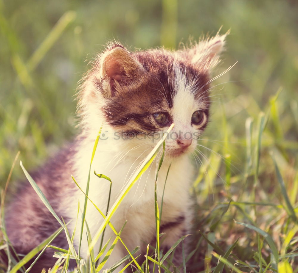 Similar – Image, Stock Photo Baby Cat Playing In Grass