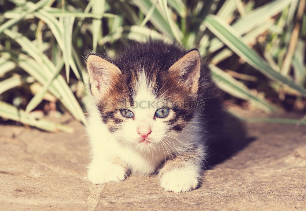 Similar – Image, Stock Photo Beautiful alley kitty