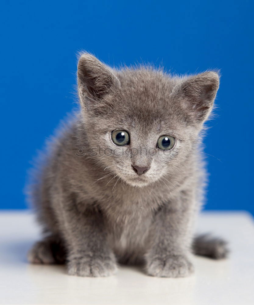 Similar – Zoe im Schoß Katze weiß