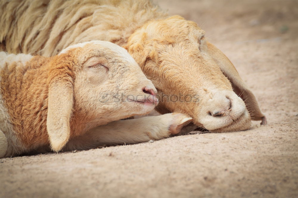 Similar – Image, Stock Photo 2 knuckles of veal Animal