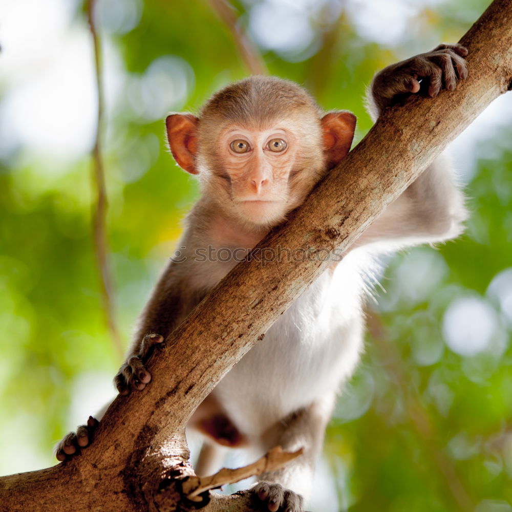 Similar – Baby monkey with little stick