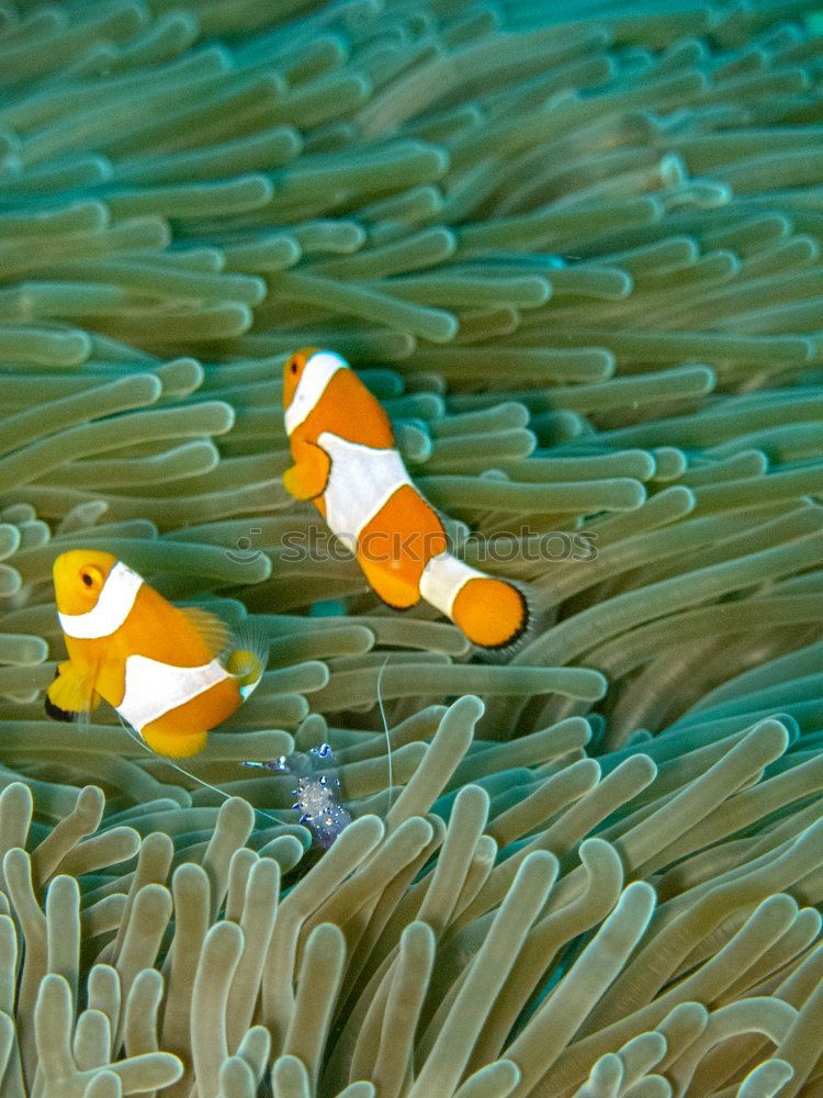 Similar – Foto Bild Nemo Anemonenfische