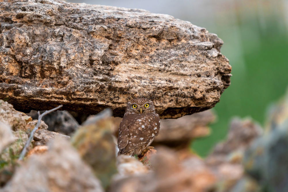 Image, Stock Photo Biodiversity / mossy