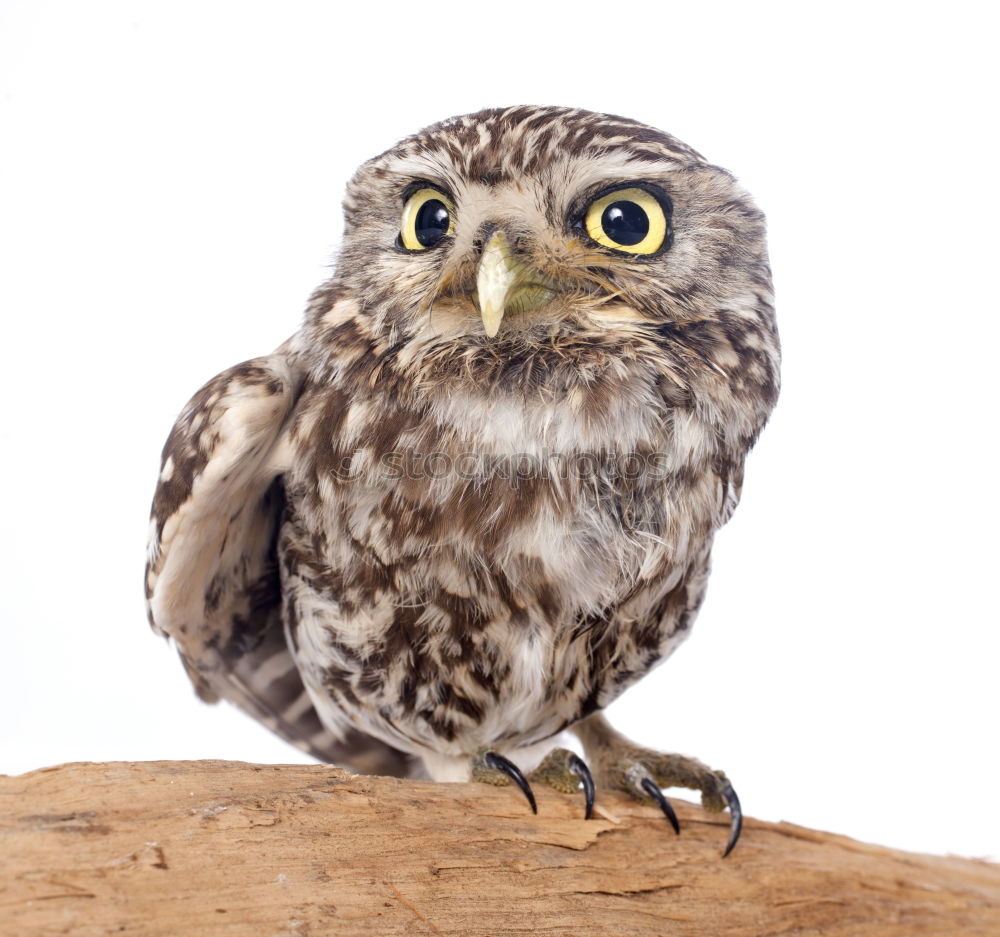 Similar – Image, Stock Photo holiday sparrow Footbridge