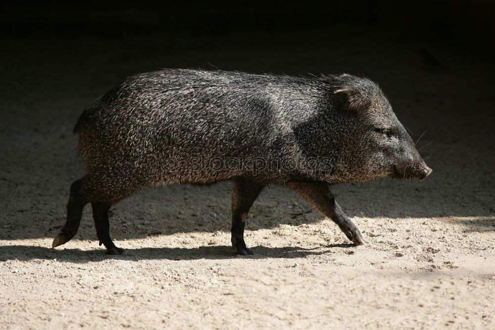 Similar – Image, Stock Photo huge wild boar coming towards the camera