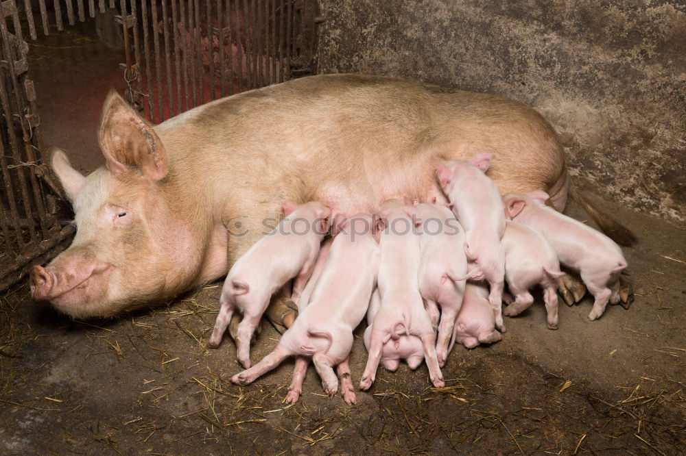 Similar – Image, Stock Photo Pigs in the barn Animal