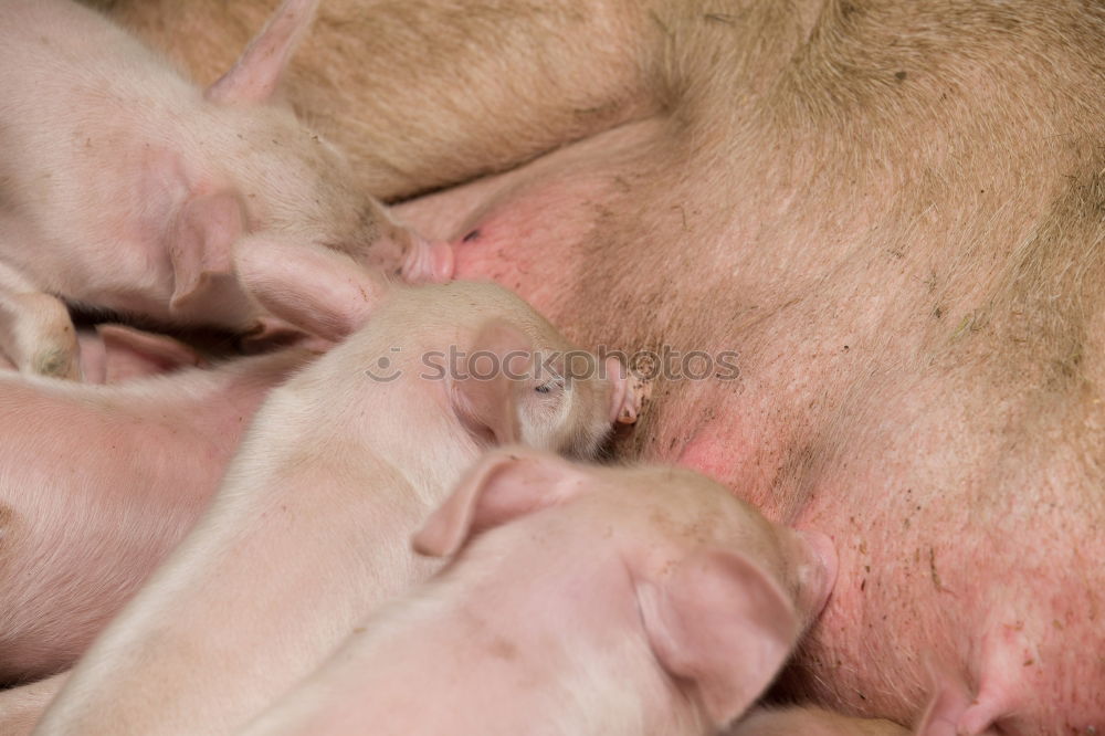 Similar – Image, Stock Photo Pigs stable Swine Village