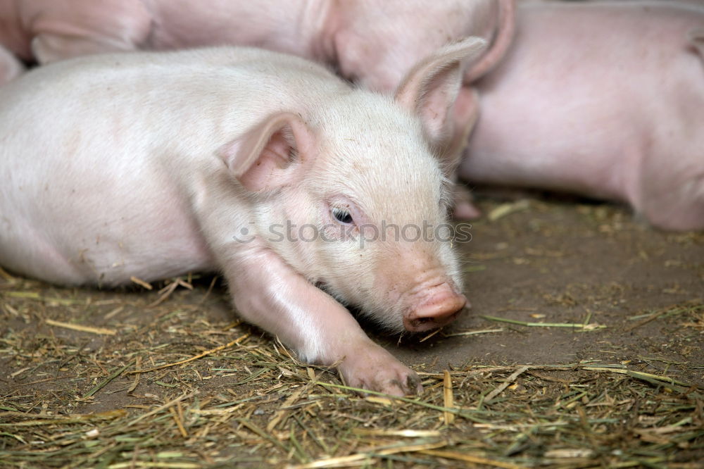 Similar – Young pigs on straw Meat