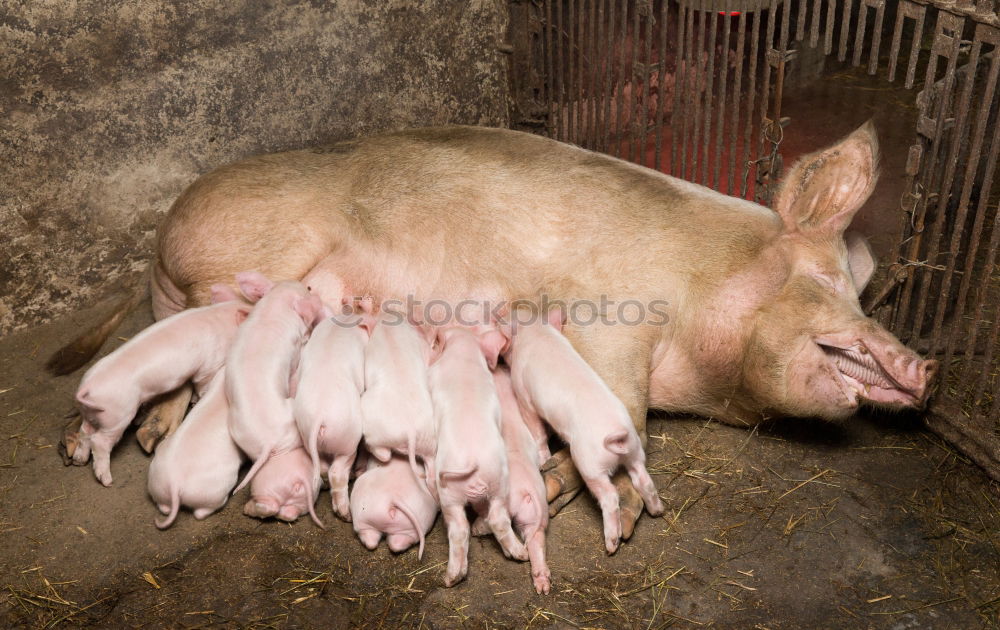 Similar – Image, Stock Photo Pigs in the barn Animal