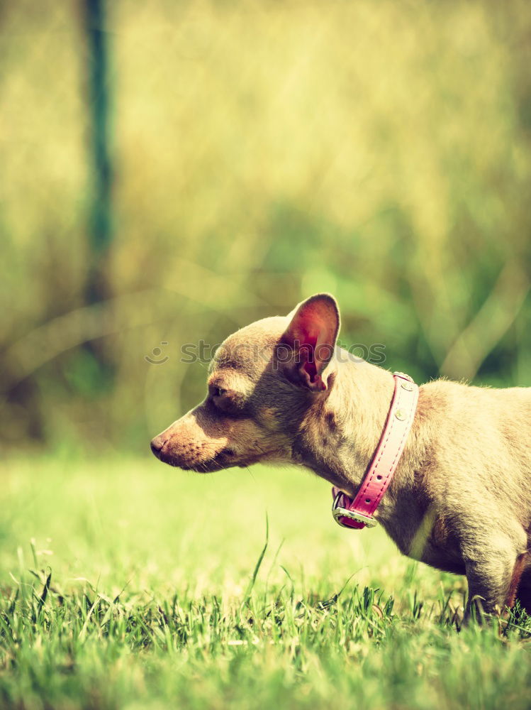 Similar – Image, Stock Photo Dog on leash Joy