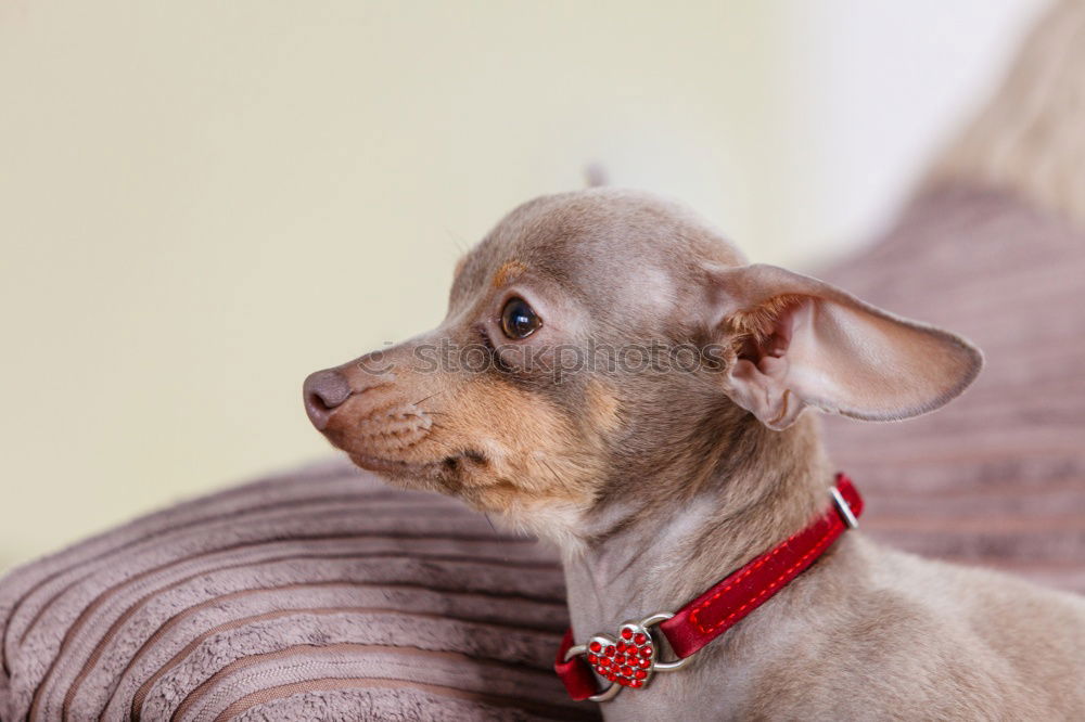 Similar – Image, Stock Photo colour harmony Animal Dog