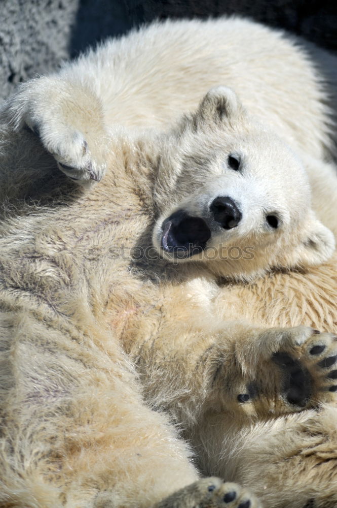 Similar – Delicious foot lick Animal