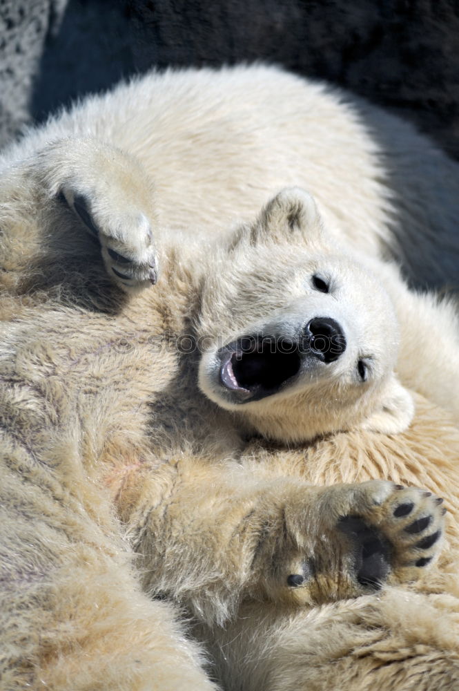 Delicious foot lick Animal