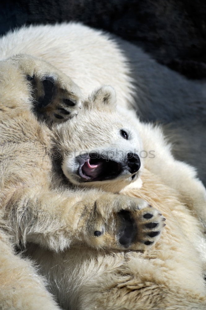 Similar – Delicious foot lick Animal