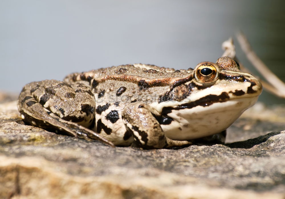 Similar – european common frog closeup