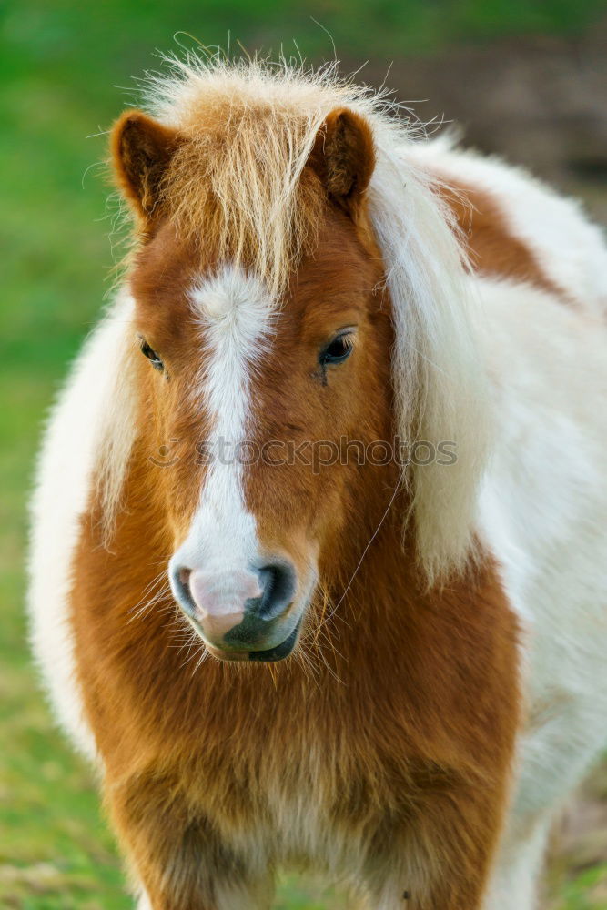 Similar – Przewalski’s foal Spring