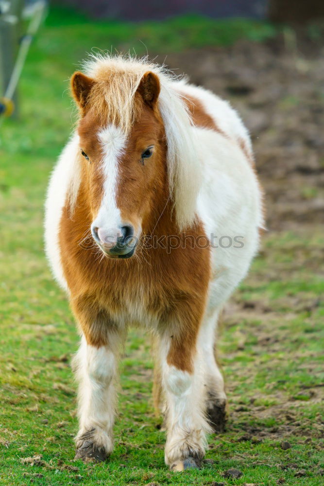 Similar – Przewalski’s foal Spring