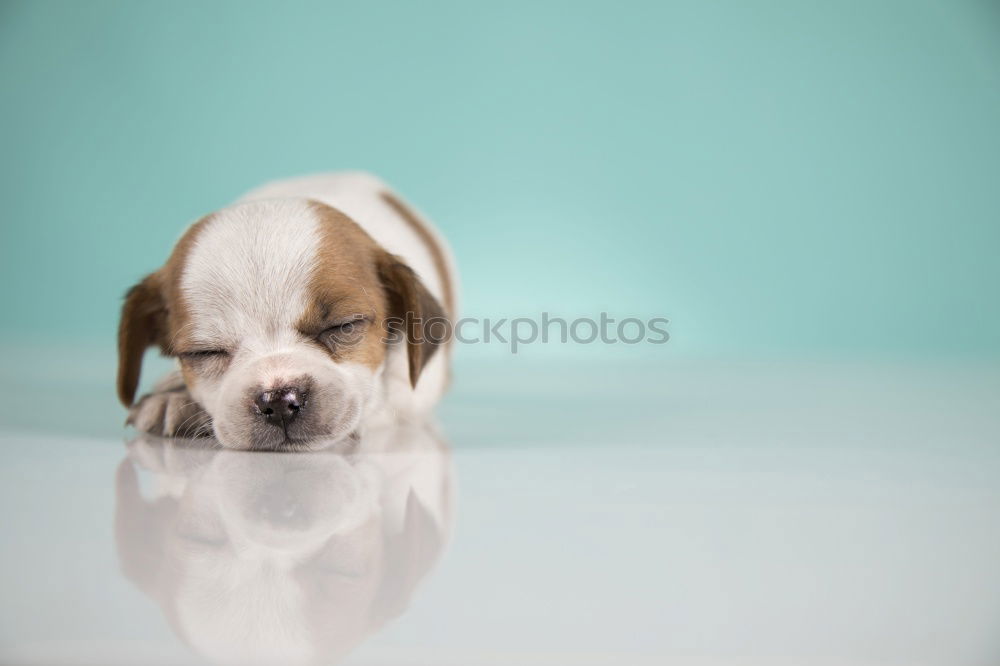 Similar – cute small dog sitting and waiting to eat