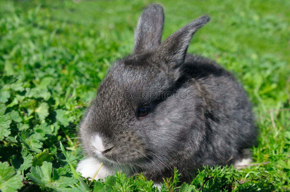 Similar – Image, Stock Photo rabbit Pet Animal face Paw