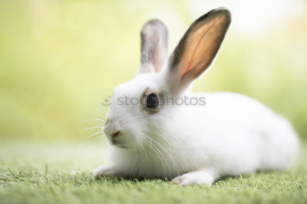 Similar – Dwarf rabbits on the meadow