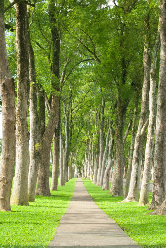 Similar – Foto Bild parking lane @ Hyde Park