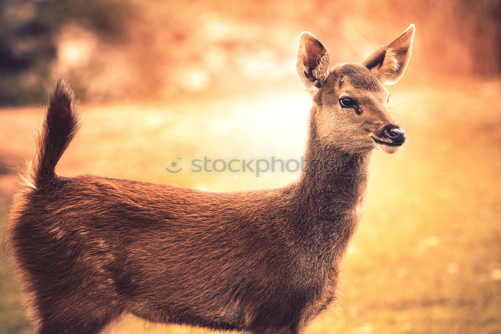 Similar – Sitatunga or Marshbuck (Tragelaphus spekii) Antelope In Africa