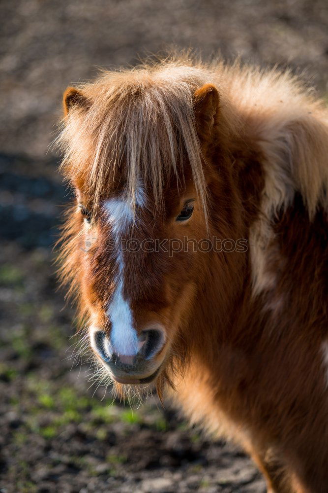 Similar – Image, Stock Photo Icelander fox half profile