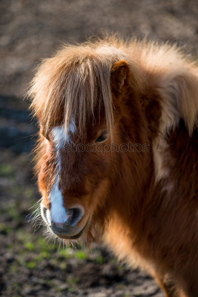 Similar – Image, Stock Photo Icelander fox half profile