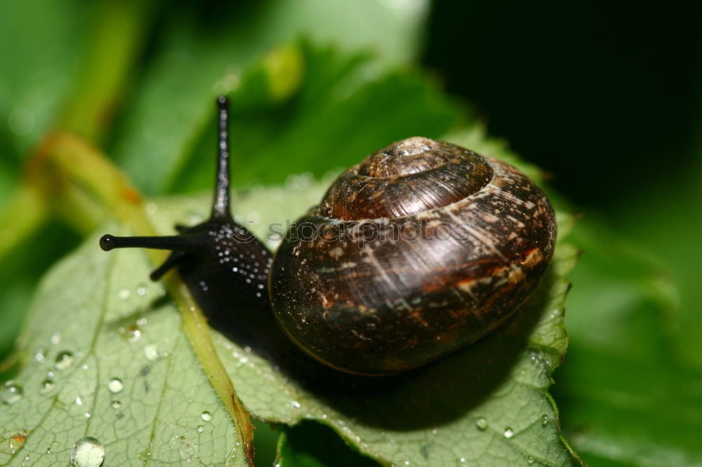 Similar – Autumn messenger (acorn)